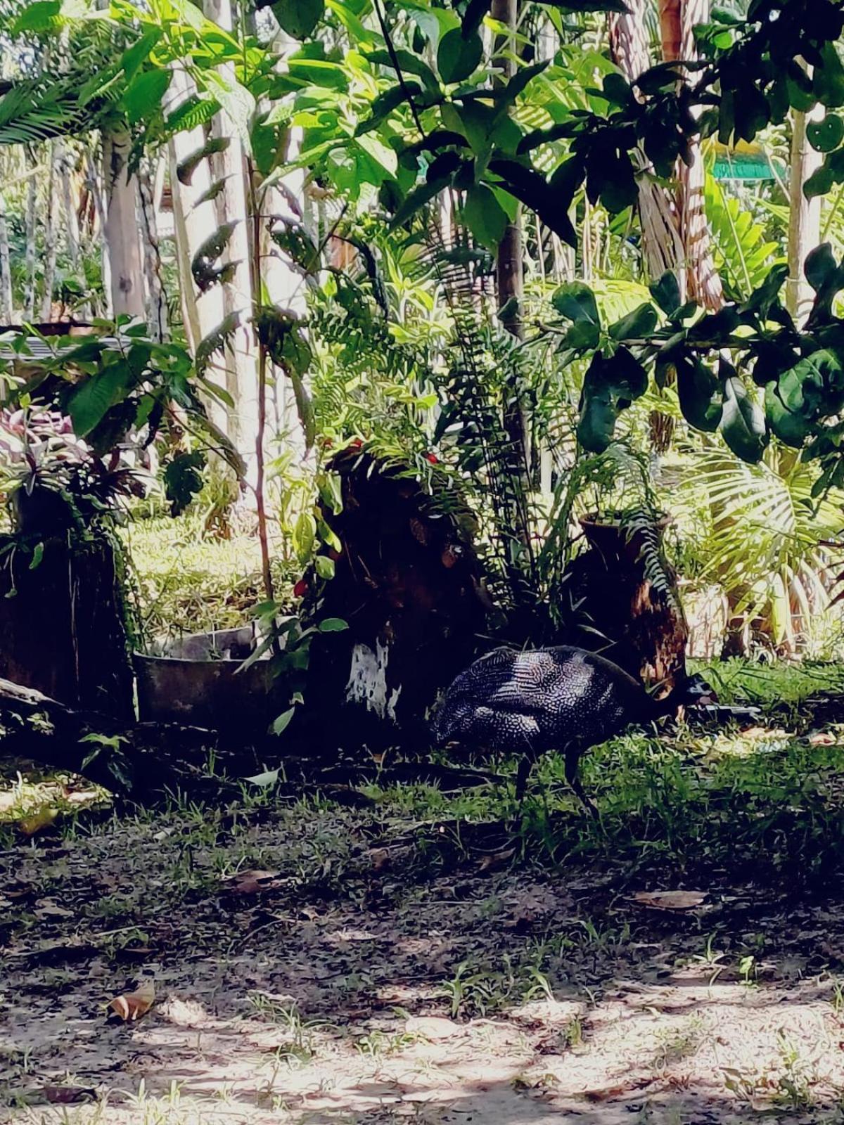 Eco Sitio O Labirinto Do Fauno Hotell Mosqueiro  Eksteriør bilde